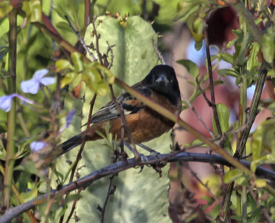 Orchard Oriole