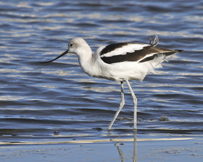 American Avocet