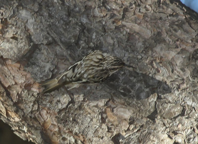 Brown Creeper