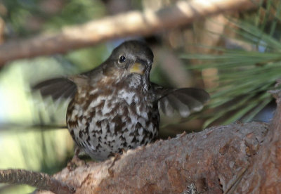 Hermit Thrush