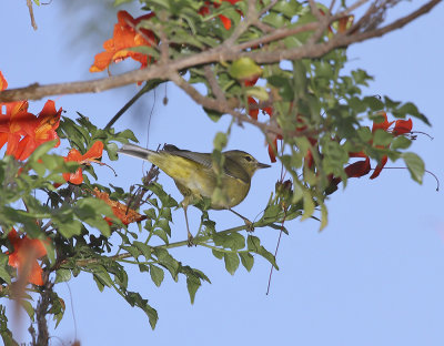 Orange-crowned Warbler