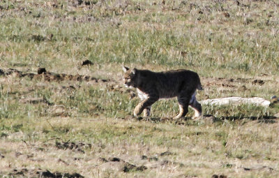 Bobcat