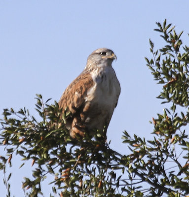 Ferruginous Hawk 