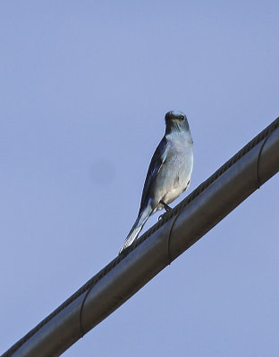 Mountain Bluebird