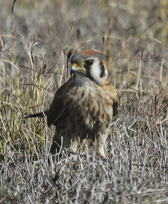 American Kestrel
