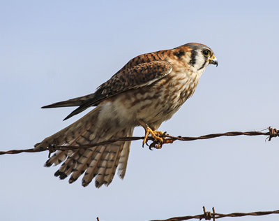 American Kestrel