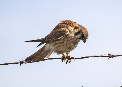 American Kestrel