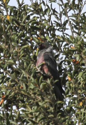 Lewis's Woodpecker