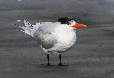 Royal Tern 