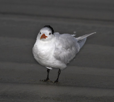 Royal Tern 