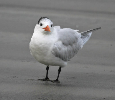 Royal Tern 