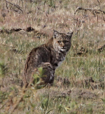Bobcat