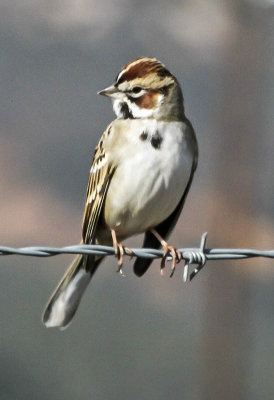 Lark Sparrow