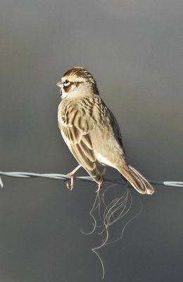 Lark Sparrow