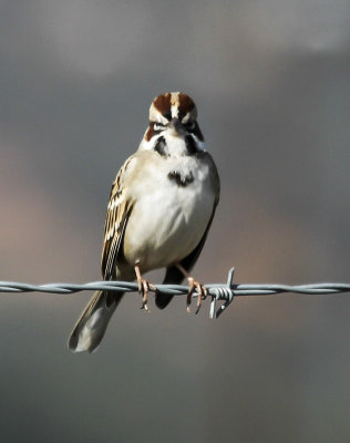 Lark Sparrow