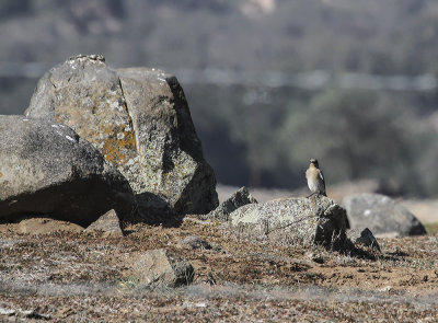 Mountain Bluebird