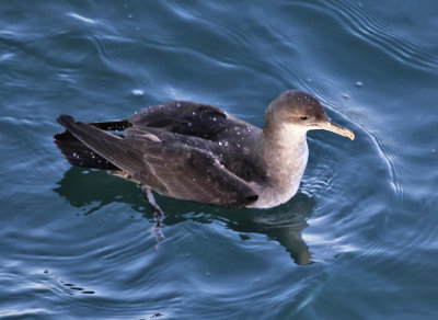 Black-vented Shearwater