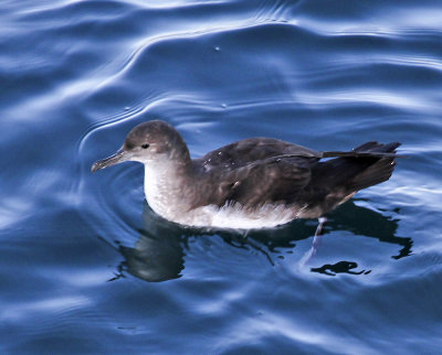 Black-vented Shearwater