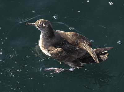 Black-vented Shearwater