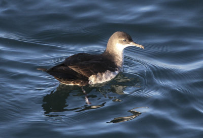 Black-vented Shearwater