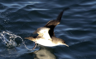 Black-vented Shearwater