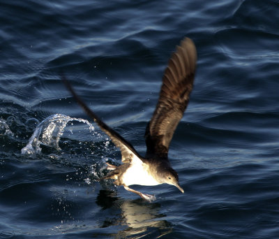 Black-vented Shearwater