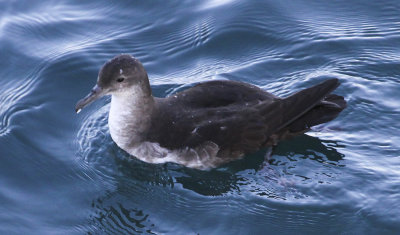 Black-vented Shearwater