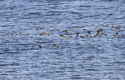 Black-vented Shearwater
