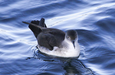 Black-vented Shearwater