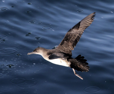 Black-vented Shearwater