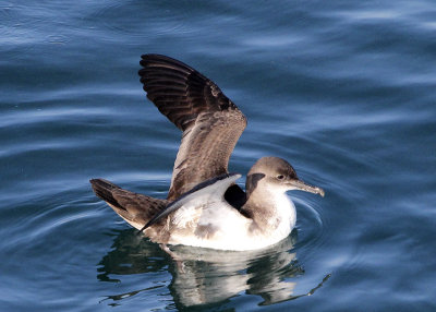 Black-vented Shearwater