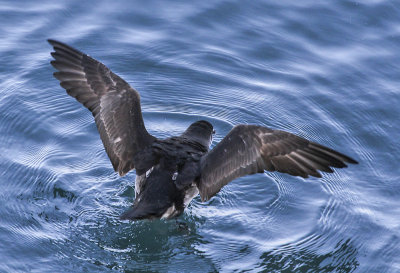 Black-vented Shearwater