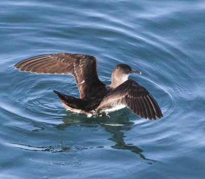 Black-vented Shearwater