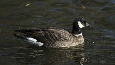 Aleutian-cackling Goose