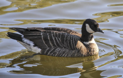 Aleutian-cackling Goose