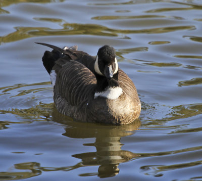 Aleutian-cackling Goose