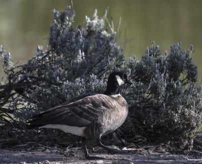 Aleutian-cackling Goose