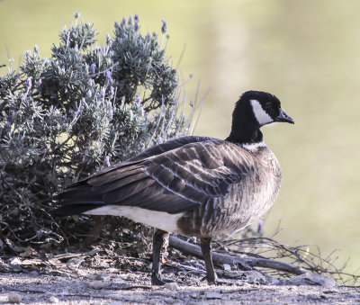 Aleutian-cackling Goose