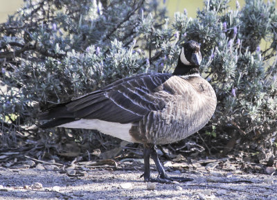 Aleutian-cackling Goose