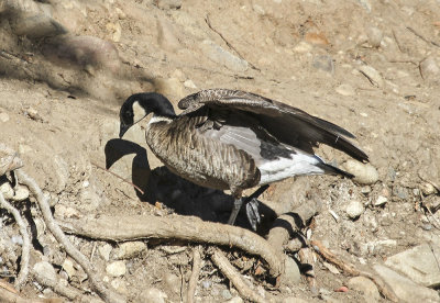 Aleutian-cackling Goose
