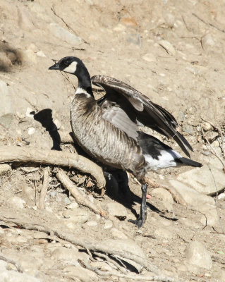Aleutian-cackling Goose