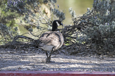 Aleutian-cackling Goose