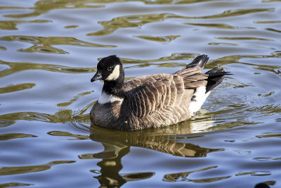 Aleutian-cackling Goose