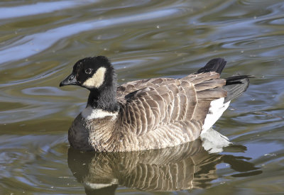 Aleutian-cackling Goose