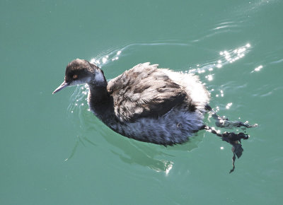 Eared Grebe