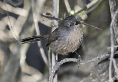 Wrentit