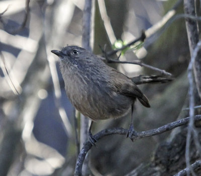 Wrentit