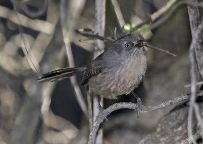 Wrentit