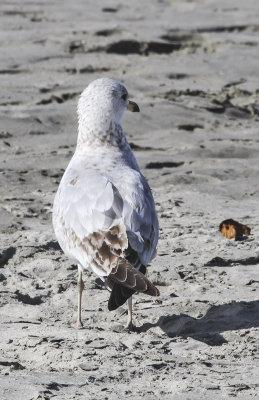 Mew Gull