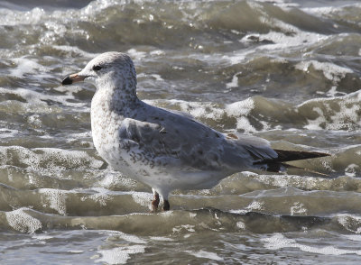 Mew Gull